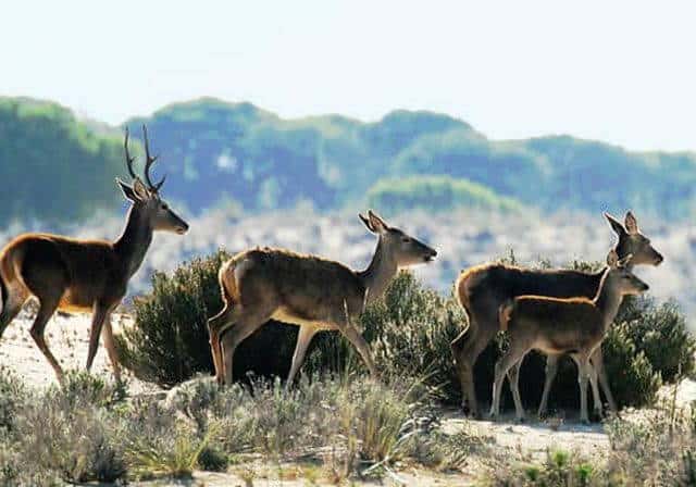 Paisaje natural del Parque Nacional de Doñana